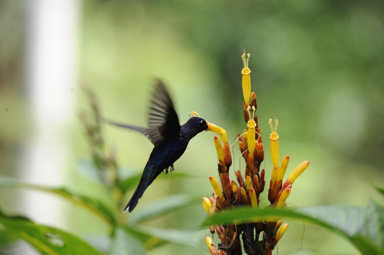 Omega Tours Eco-Jungle Lodge La Ceiba Exterior photo