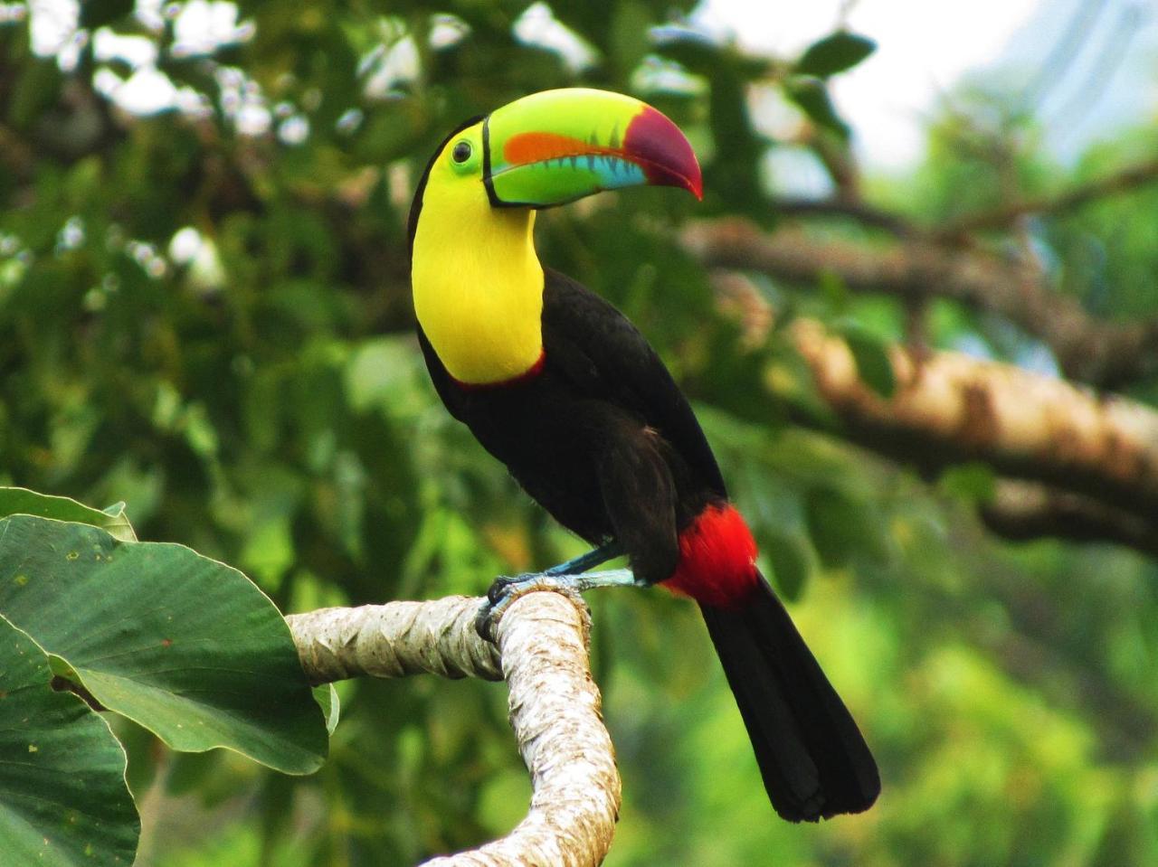 Omega Tours Eco-Jungle Lodge La Ceiba Exterior photo